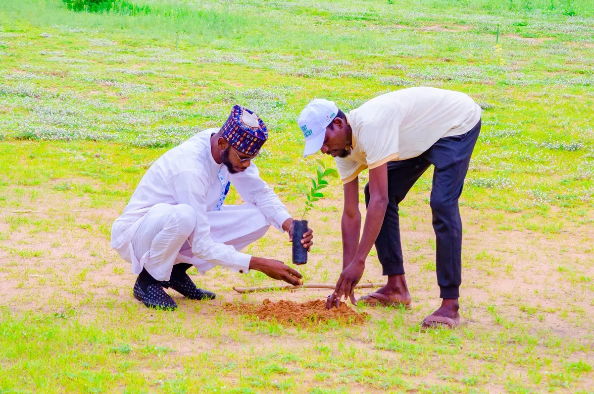 Tree seedling being planted in soil